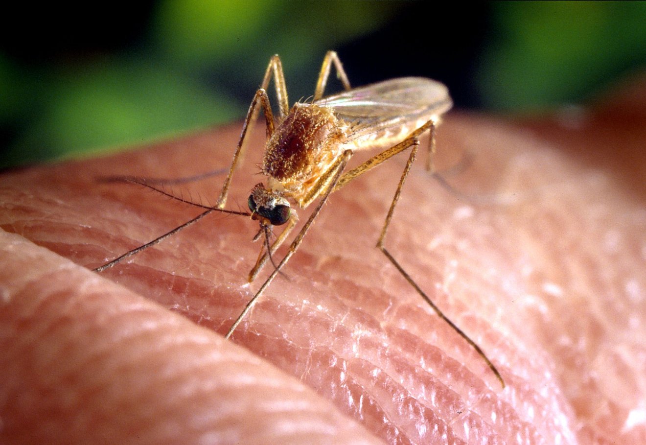 Os mosquitos estão cada vez mais agressivos com os humanos devido à perda de florestas