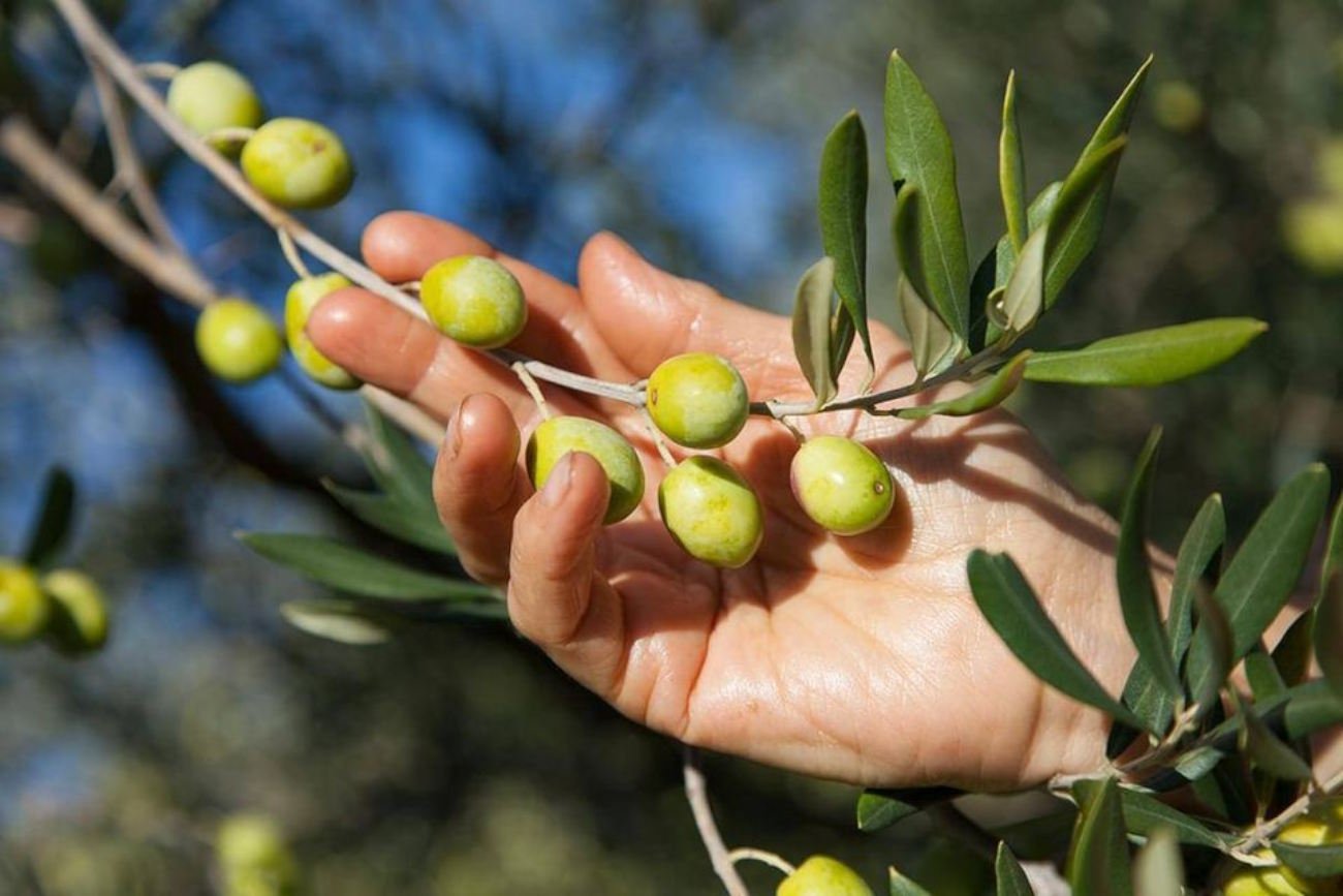 Agrônomos tunisinos exigem supervisão da cadeia de abastecimento de azeite