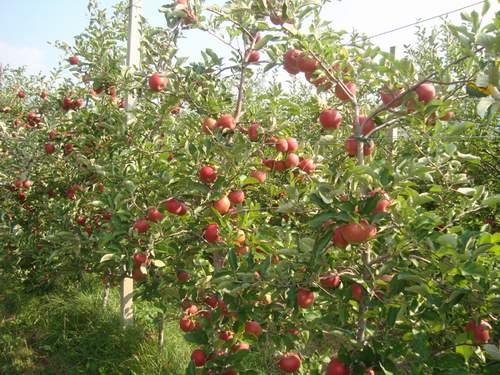 Demasiados pesticidas nos pomares de maçã europeus