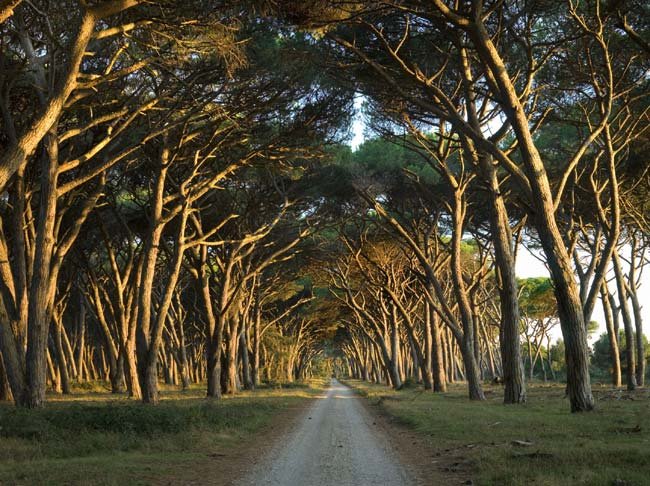 Habitats naturais em risco devido a espécies exóticas