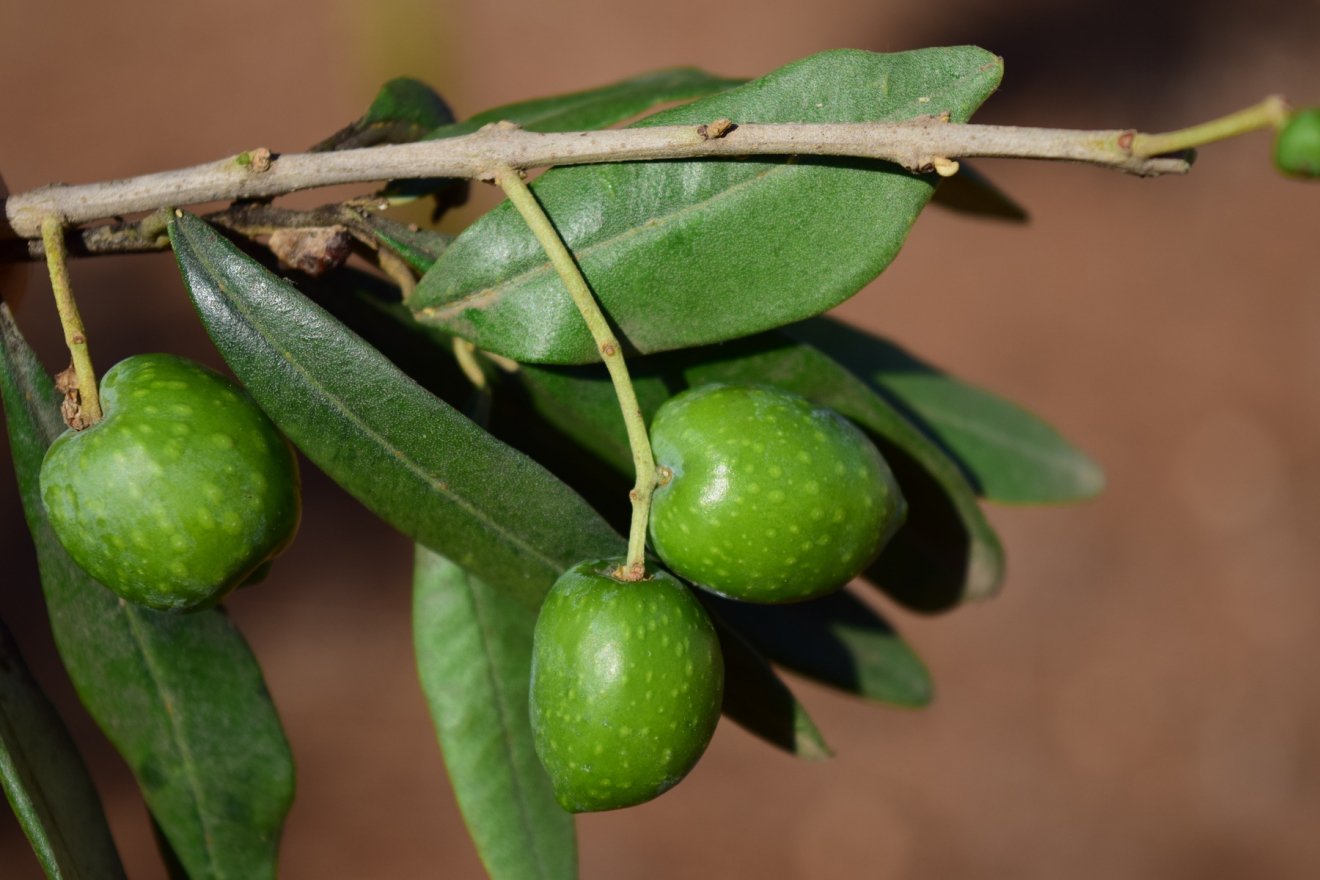 O preço certo do azeite para o produtor e para o consumidor
