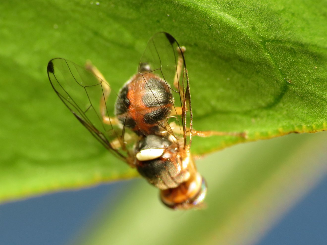 O novo desafio da olivicultura: adeus à guerra total contra a mosca da oliveira