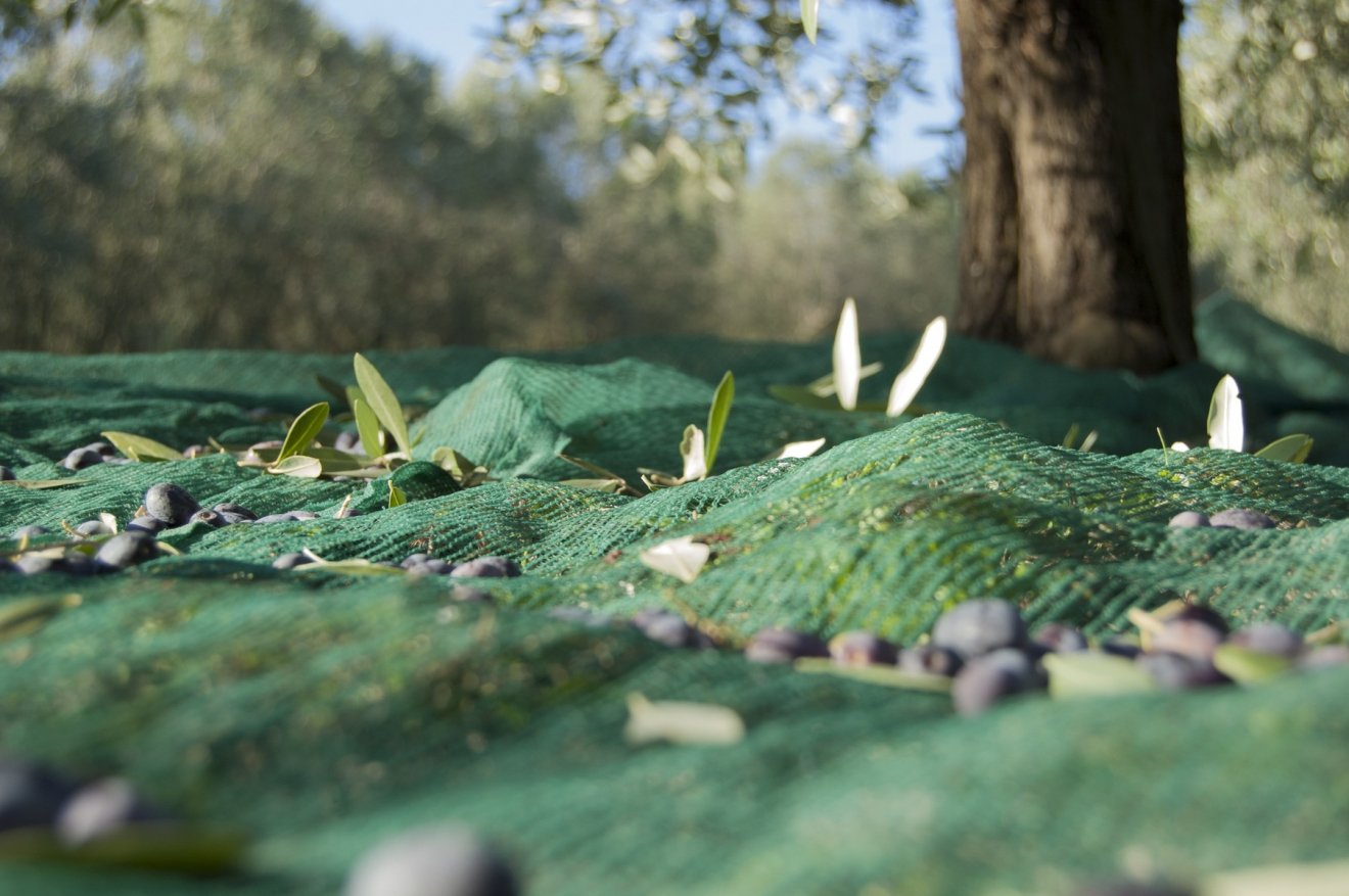 Uma em cada três oliveiras em Espanha é irrigada: 2,8 milhões de hectares no total