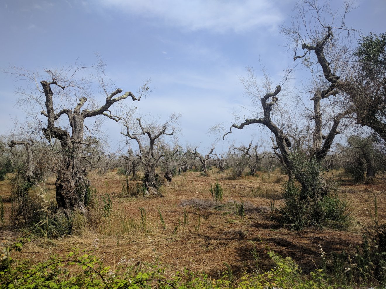 As oliveiras infectadas por Xylella fastidiosa no aeroporto de Bari Palese já foram erradicadas