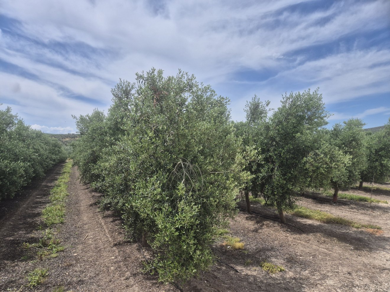 Castela-La Mancha é a segunda região do mundo em superfície cultivada com oliveiras