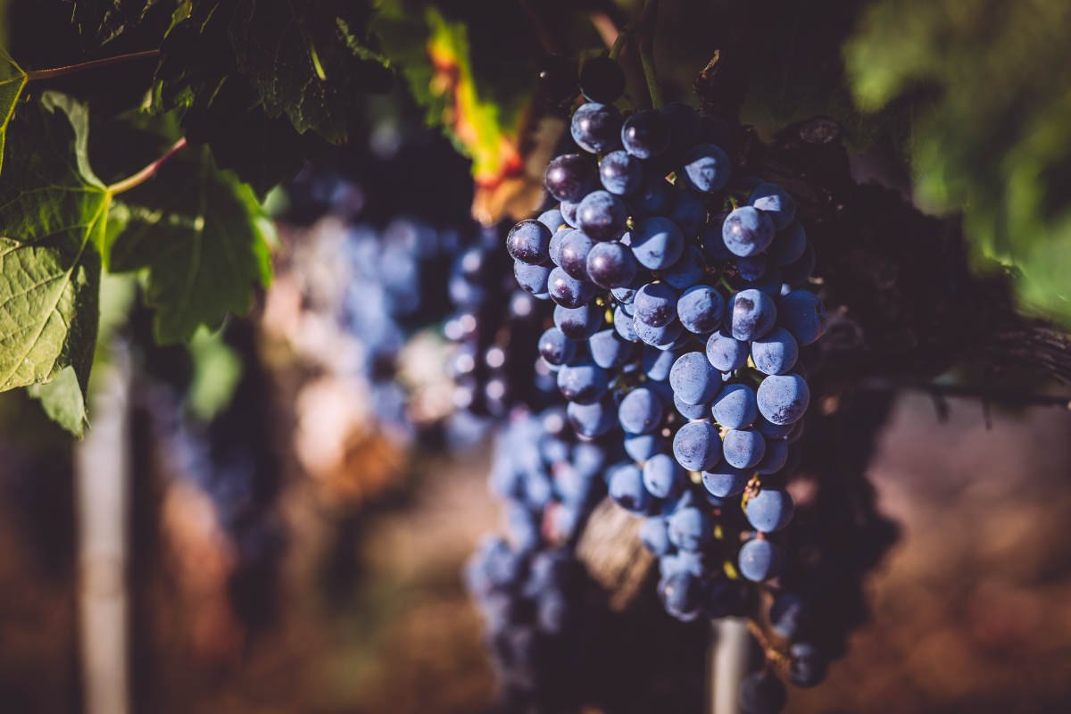 Jovens, investigação e territórios para o futuro do vinho e do azeite italianos